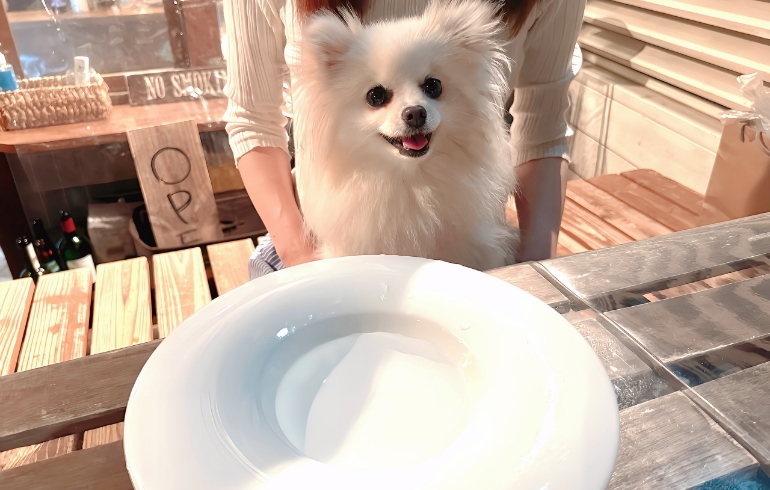 ワンちゃんのお水サービス