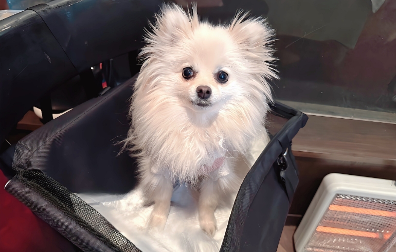 ワンちゃん専用席