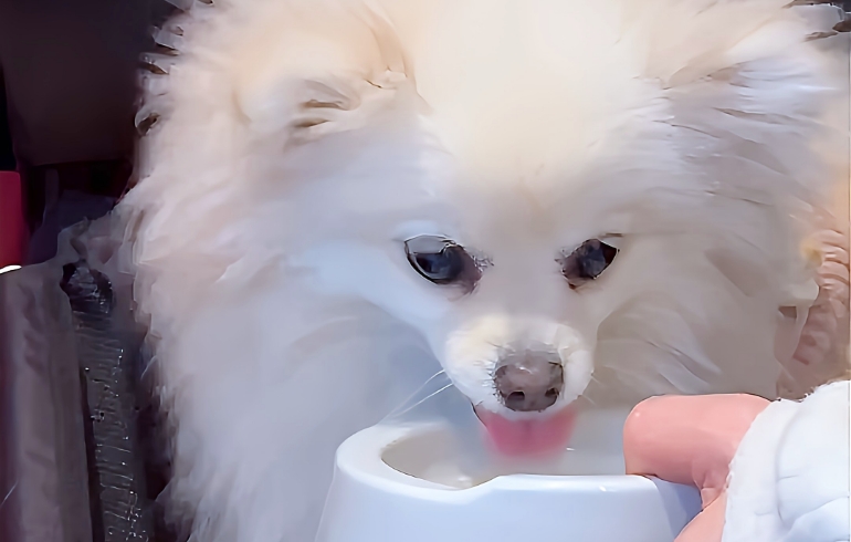 ワンちゃんのお水をゆめちゃんが飲み中
