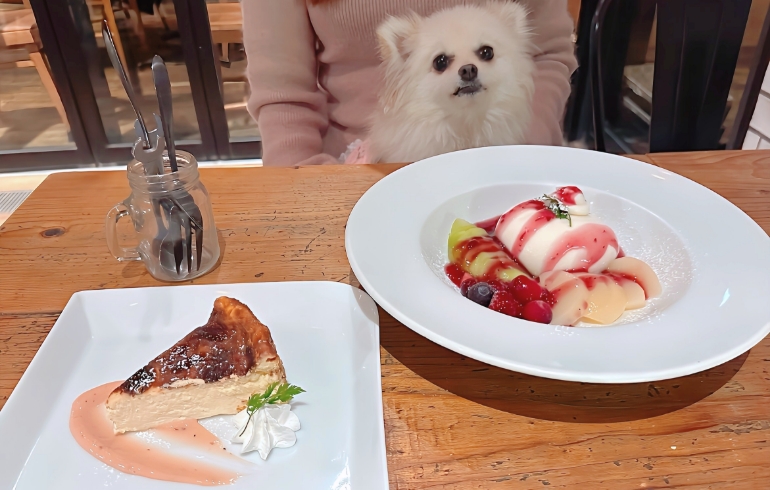 彩り季節のフルーツとブッラータチーズとバスクチーズケーキのデザート各種とゆめちゃん