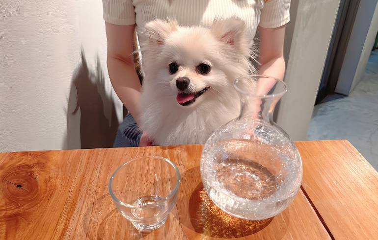 日本酒とゆめちゃん