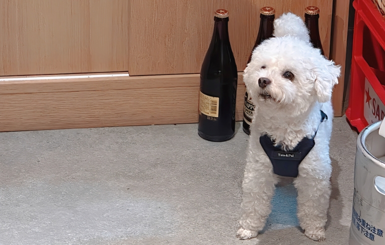 看板犬のてんちゃん2