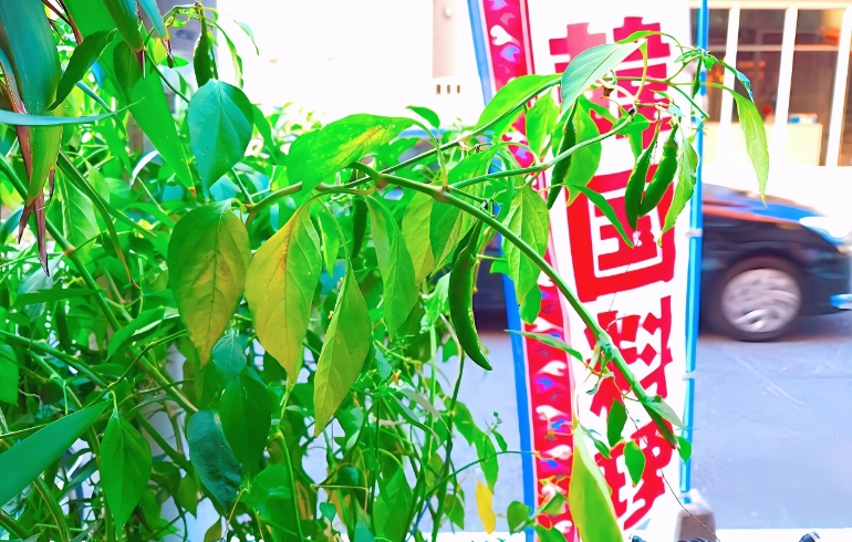自家栽培2