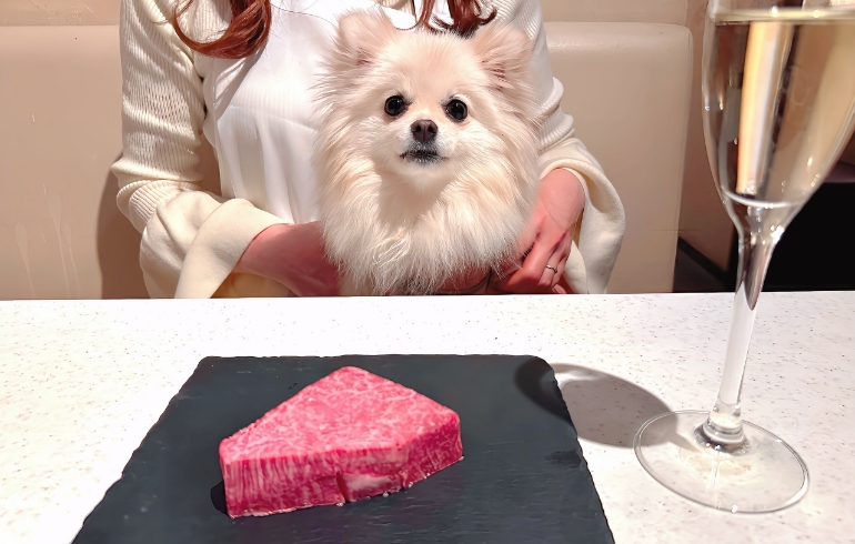 シャトーブリアン（生）