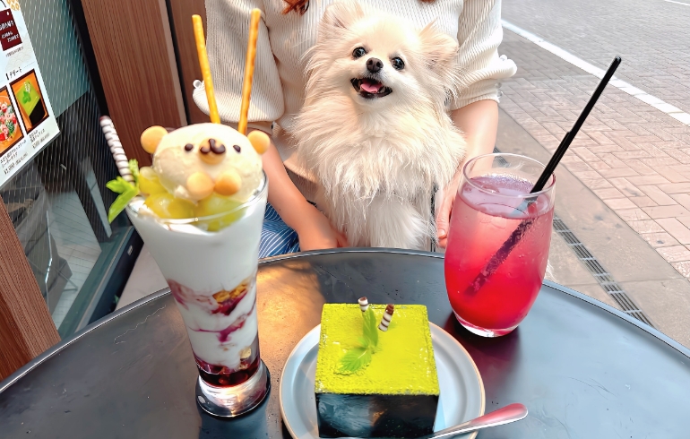 なめらか抹茶ティラミスとくまさんパフェとゆめちゃん