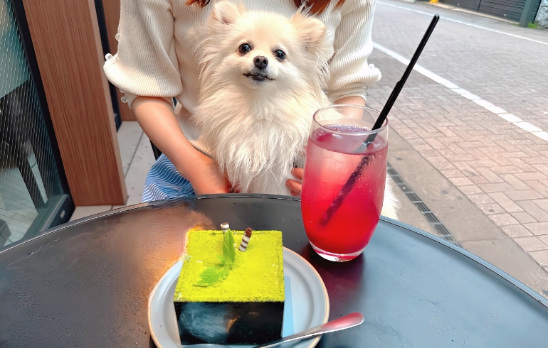 なめらか抹茶ティラミスとゆめちゃん