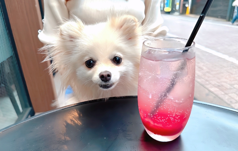 果実コラーゲンサワーとゆめちゃん