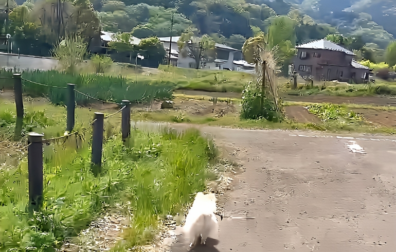 散歩道3