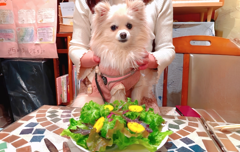 有機野菜のサラダ（小）とゆめちゃん