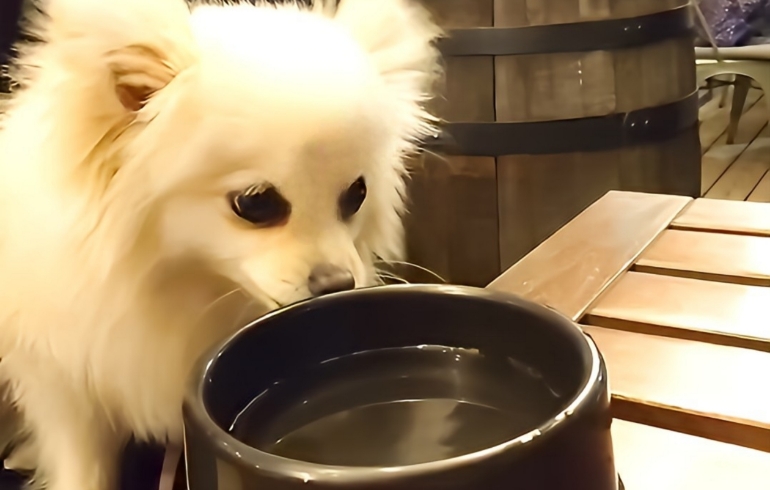 ワンちゃんお水サービス