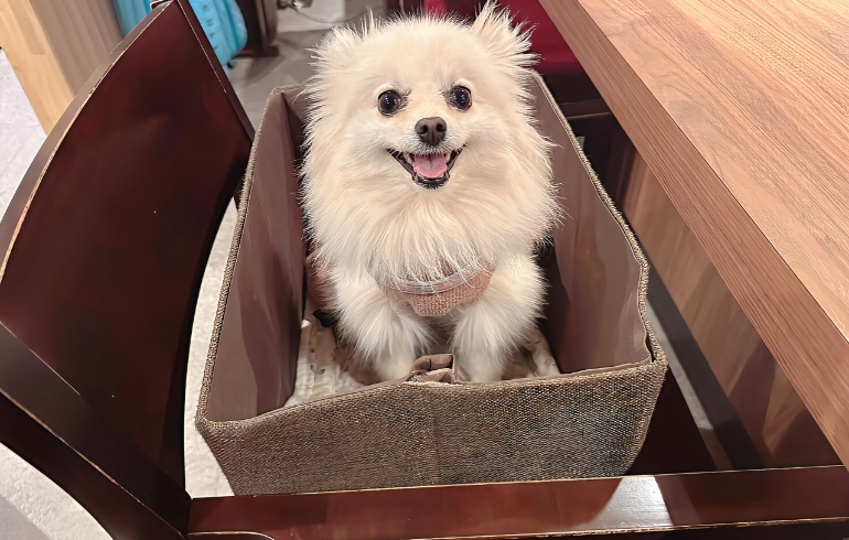 ワンちゃんの特等席