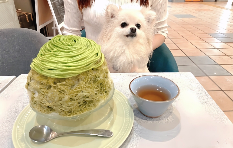 かき氷（茶モンブラン）とゆめちゃん