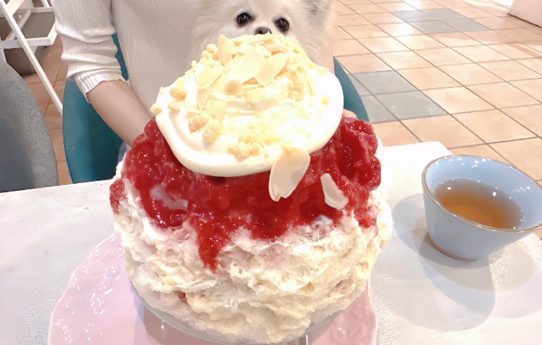 かき氷（いちごのタルト）とゆめちゃん
