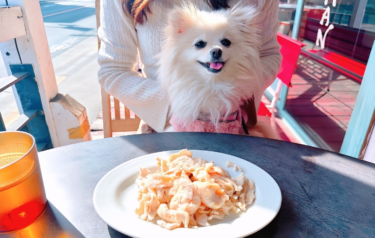 ワンちゃんご飯