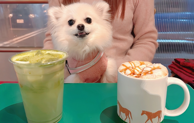 ドリンク各種とゆめちゃん