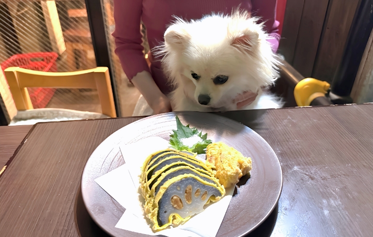 揚げたてからし蓮根とゆめちゃん（興味津々中）