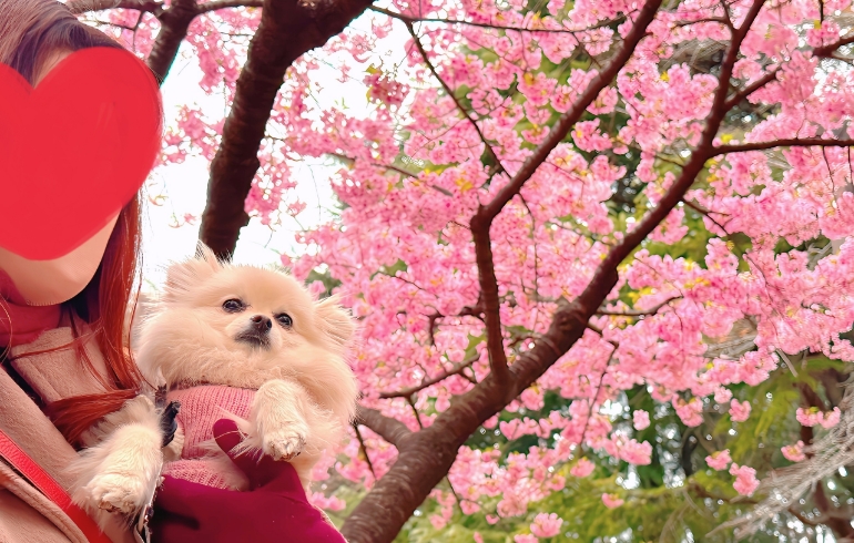 花見2