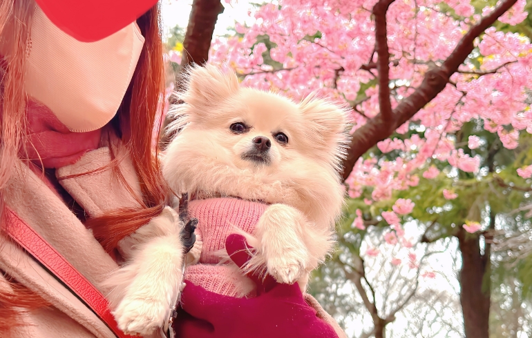 花見3