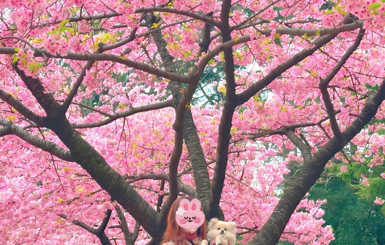 花見7