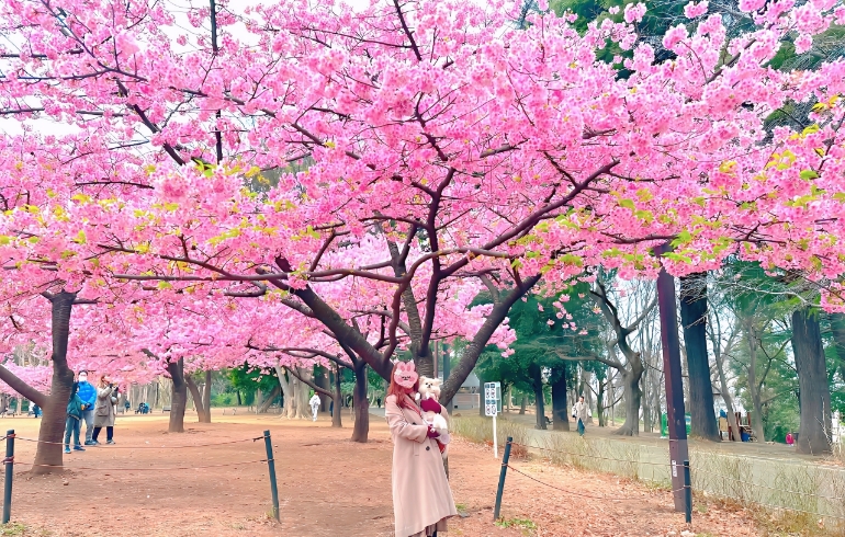 花見8