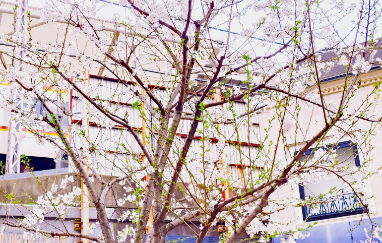 桜並木3