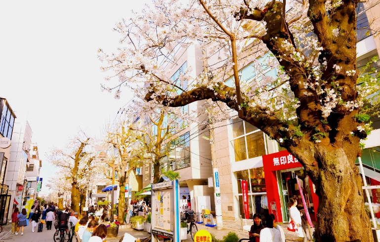 桜並木4