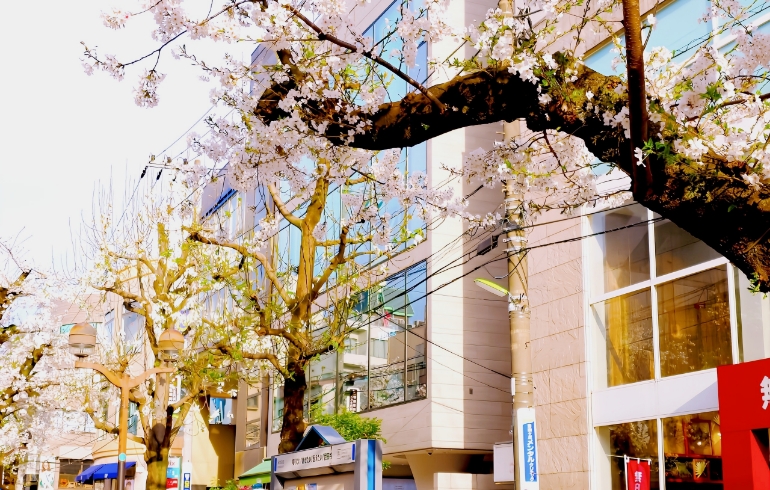 桜並木5