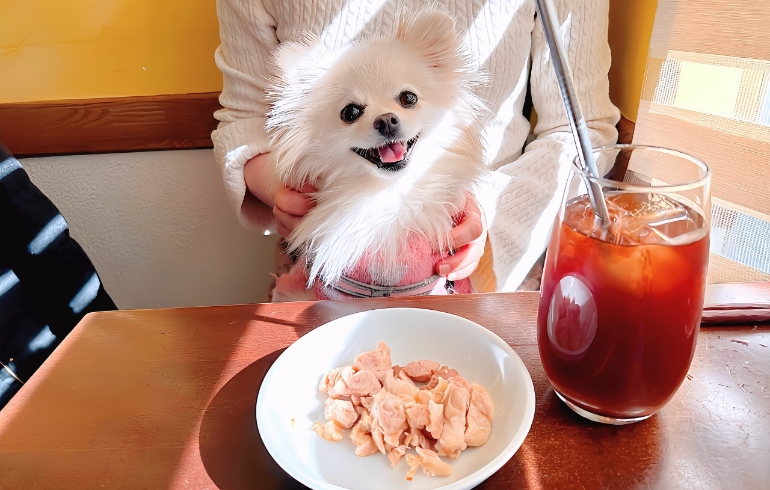 ワンちゃんのご飯