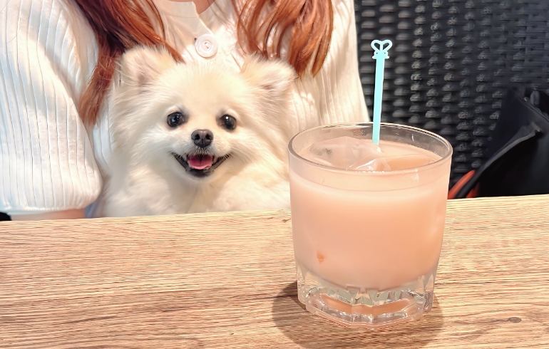 マッコリフルーツサワーとゆめちゃん
