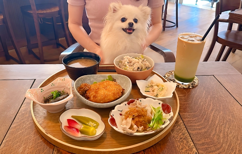 HARVEST LUNCH（ハーベストランチ）とゆめちゃん