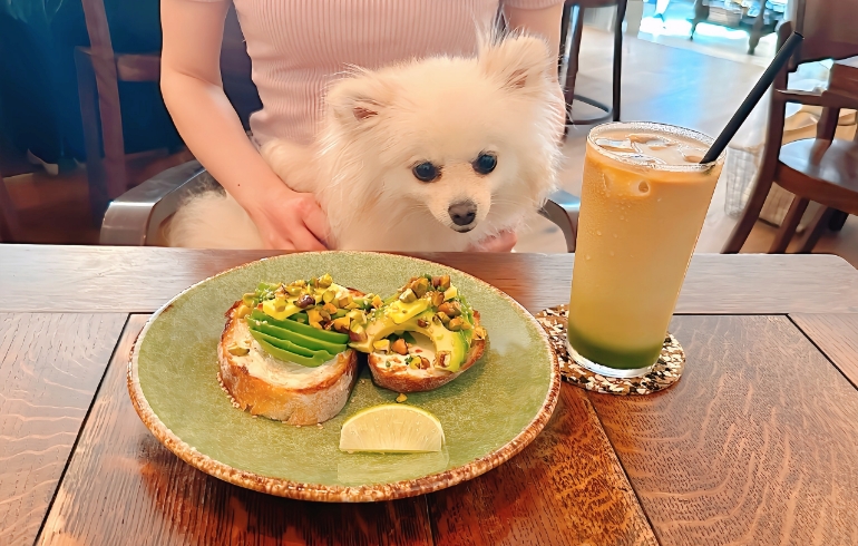 アボカドトーストとゆめちゃん