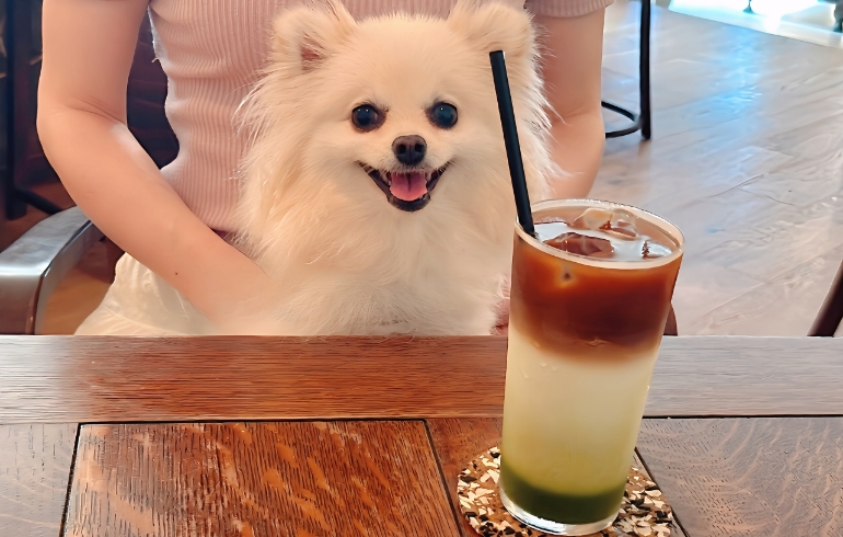 ハーベストラテとゆめちゃん