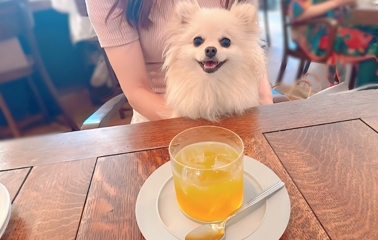 緑茶梅酒とゆめちゃん