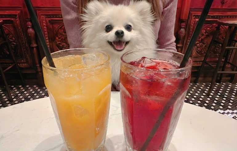 ドリンク各種とゆめちゃん