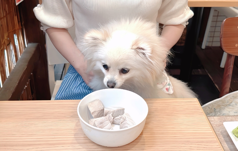 茹でまぐろとゆめちゃん（匂い嗅ぎ中）