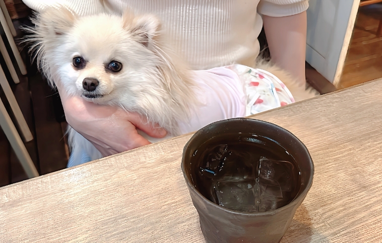 日本酒とゆめちゃん