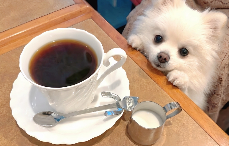 コーヒー