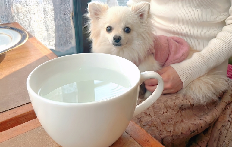 お水サービスとゆめちゃん