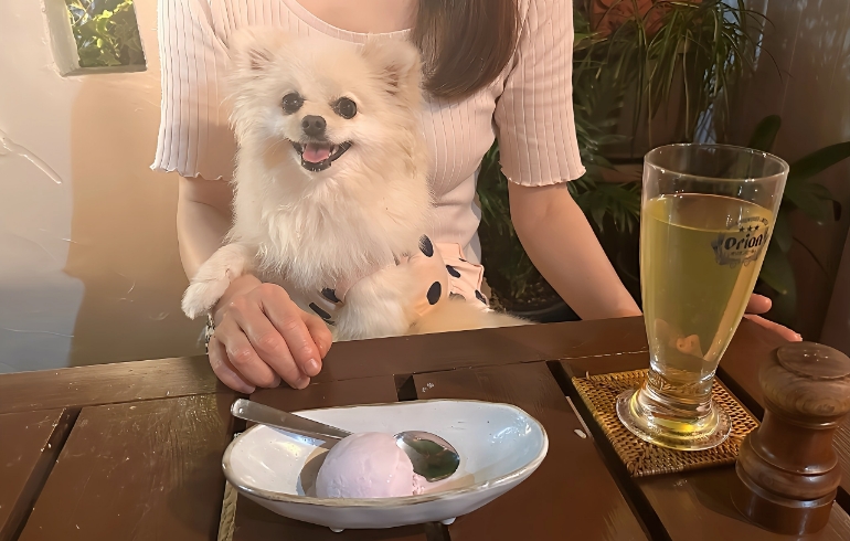 アイスとゆめちゃん