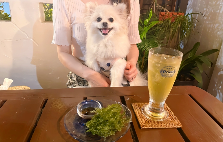 海ぶどうとゆめちゃん