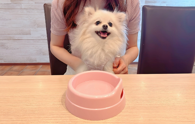 ワンちゃんのお水サービス