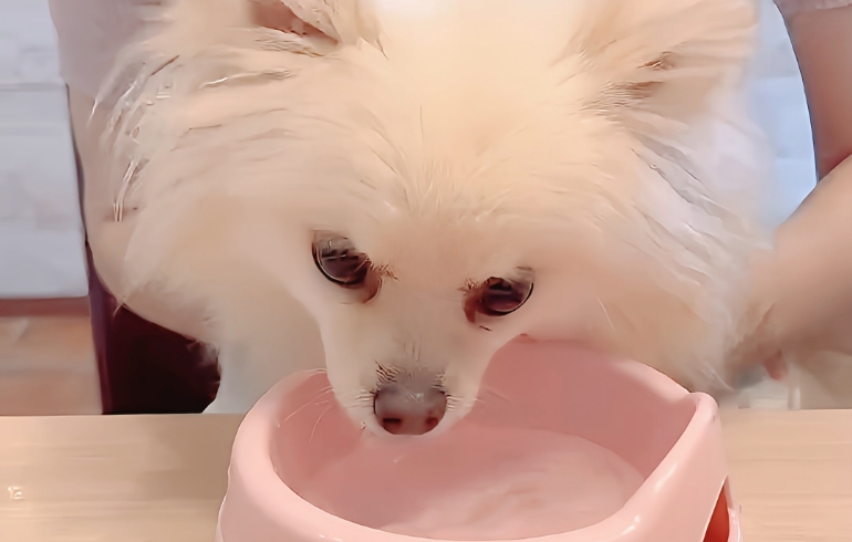 ワンちゃんのお水サービス（飲み中）
