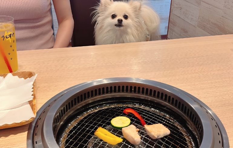 ワンちゃんランチセット野菜焼き中とゆめちゃん