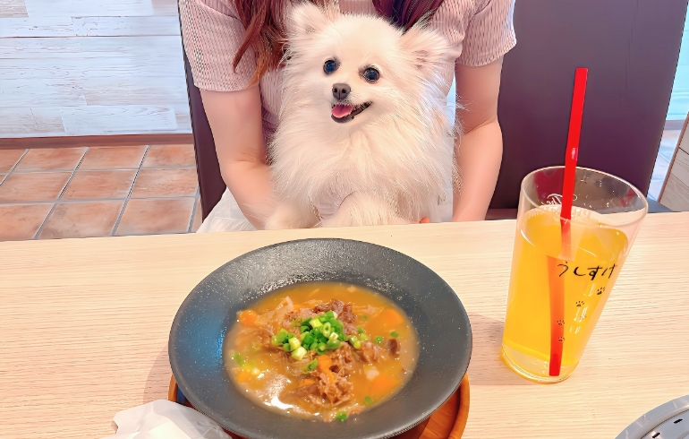 牛すじ煮込みとゆめちゃん
