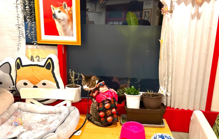 看板猫のバサラちゃん2