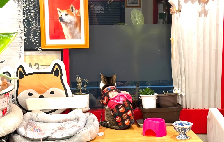 看板猫のバサラちゃん3