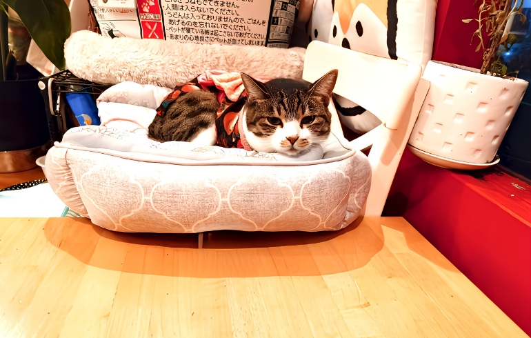 看板猫のバサラちゃん1