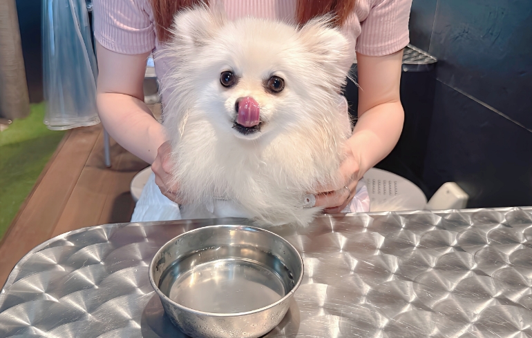 ワンちゃんに嬉しいお水サービス