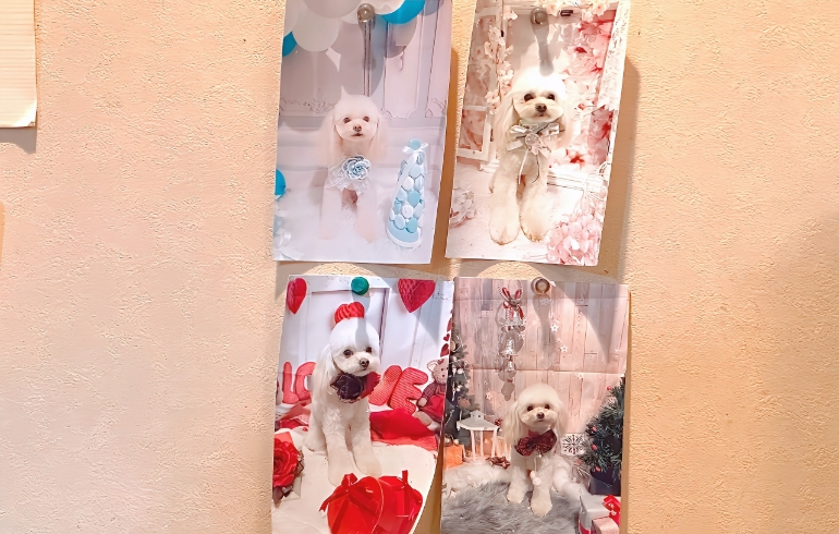 チワプーのハラミちゃんの写真