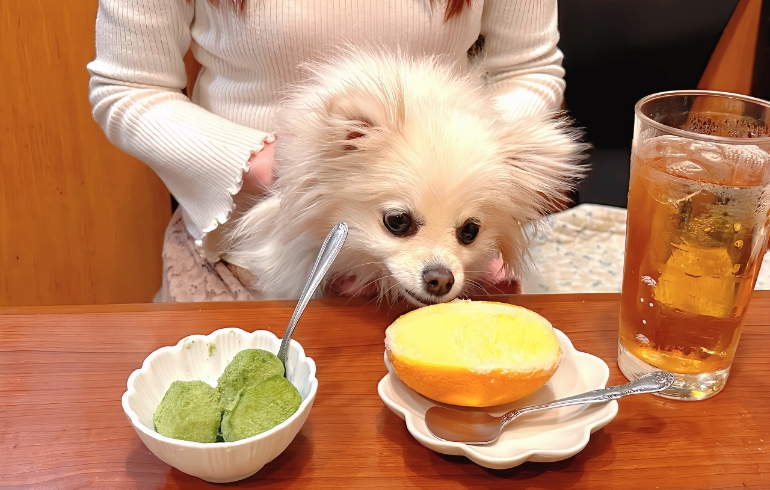 デザートとゆめちゃん匂い嗅ぎ中
